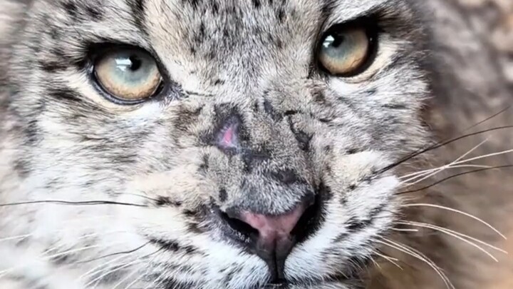 Baby, you’re so cute—Ee’s gonna kiss you bald! #LingXiaomang #SangSang #SnowLeopard #Cute #AdorableC