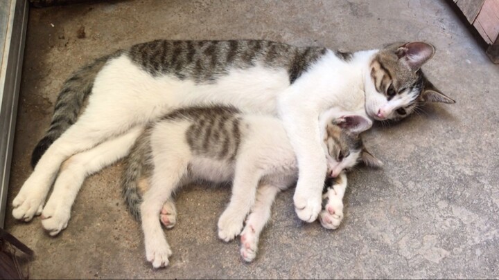 Mom Cat: “Can’t you just give birth on your own? Why do you have to steal my Hakimi~?”