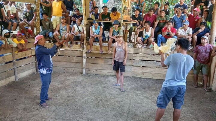 Muntikan na si BULAG buti sinamahan ng swerte.🐓