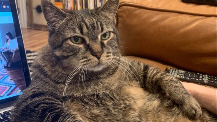 A collection of fun overseas videos—after watching, you'll feel like the whole world is so joyful! #