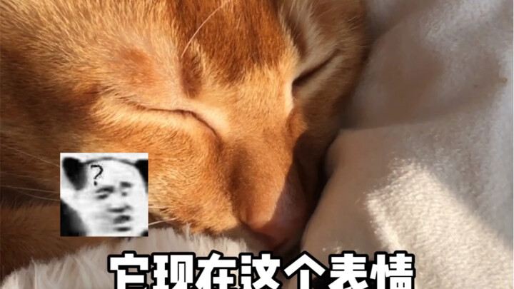 Đôn Đôn là một người