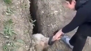 جيجي لماذا تلمس ساقي؟