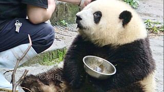 Hà Hoa: Ông ơi, bát đĩa sạch rồi! Ông Đàm: Chưa, ông xem này. [Gấu Trúc Khổng Lồ Hà Hoa]