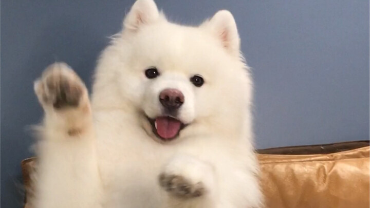 Này, chú cún vàng nhỏ! Đáng yêu quá!