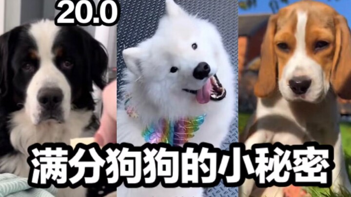 Rahasia Kecil Anjing Sempurna 20,0