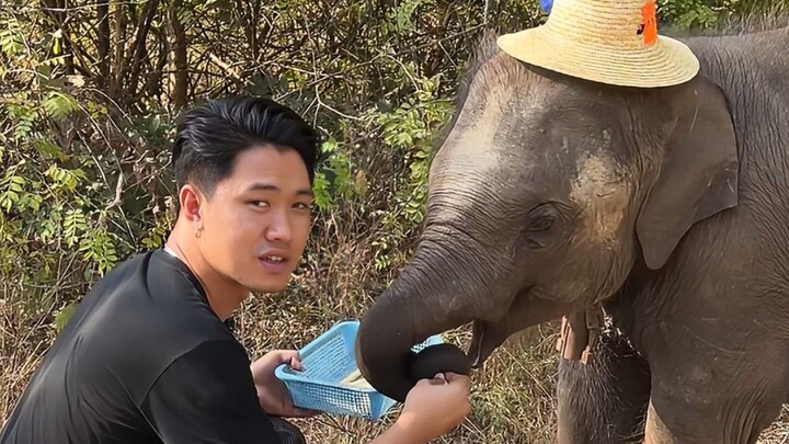 Chú voi được nuôi ở Myanmar, chẳng lẽ lại muốn trở thành Vua Hải Tặc?