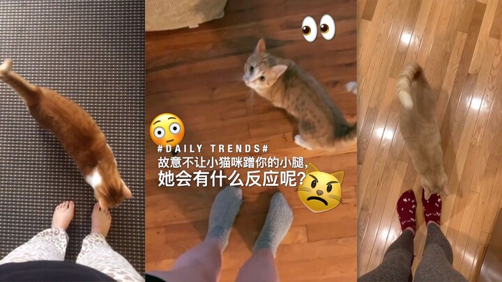 What will happen if you deliberately stop your little cat from rubbing against your legs?