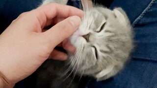 When I spent my holidays with my kitten Lulu the rumbling noise didnt stop