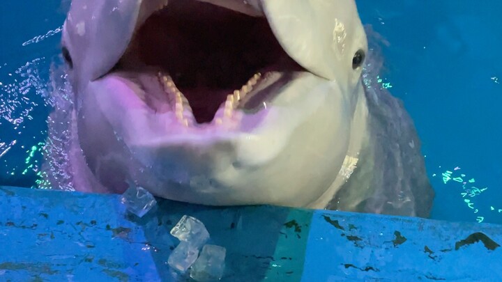 Just have some ice cubes if you're bored.