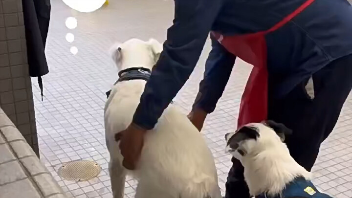 สุนัขมีผู้ช่วยนำทางของตัวเอง! สุนัขดี! คนดี!