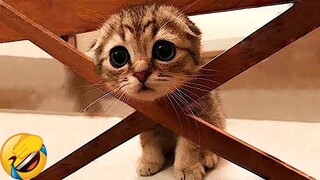 Best Funny Animal Videos Of The 2022 🤣 - Funniest Cats And Dogs Videos 😺😍