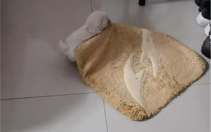 This guy’s been at my place less than six hours, and he’s already grabbed a cushion from the study a