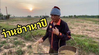 ถึงฤดูกาลลงไฮลงนาว่านข้าวนาปีกับบรรยากาศตอนเช้าๆ
