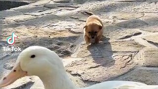 cuteness overload