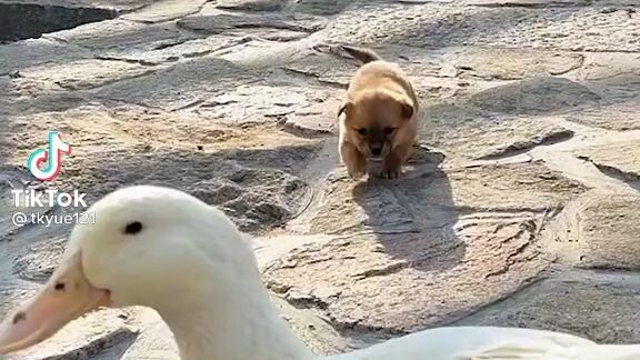 cuteness overload