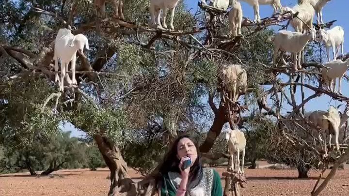 Have you ever seen the amazing sight of sheep climbing trees? I heard it's only possible to see this