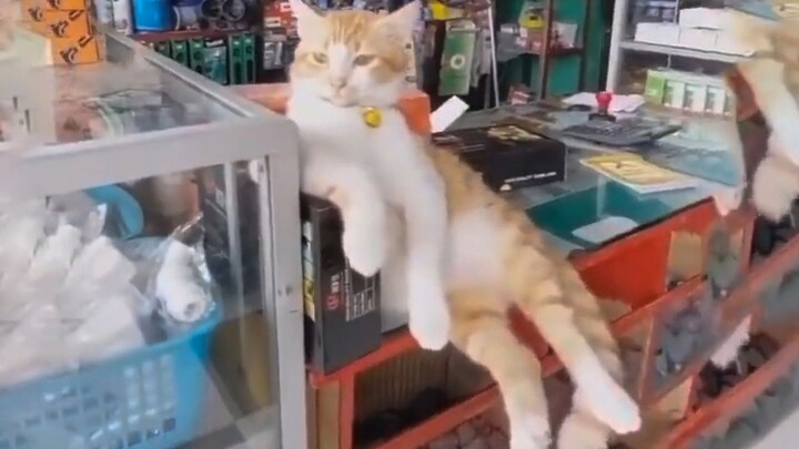 Cat Boss: Buy it if you like, or just pay with cans!