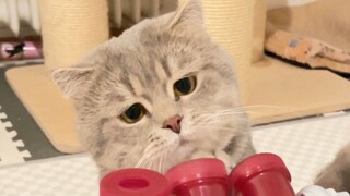 Baru beli mainan edukatif, sejauh ini cuma aku satu-satunya anggota keluarga yang bisa memainkannya.