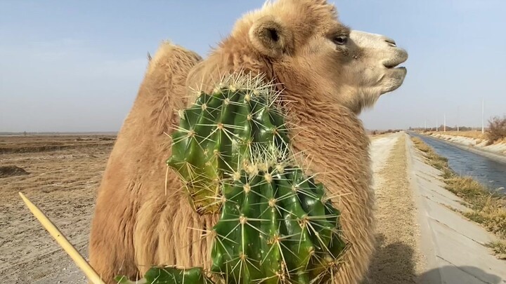 اليوم بكمية كافية