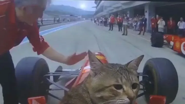 So cat ears are used for steering
