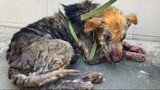 Sonya, a victim of war in Ukraine lives on the road waiting for her human back but   Save Animal Lif