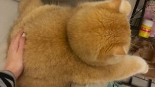 Sao lại có con mèo nào béo đến thế này~!!!