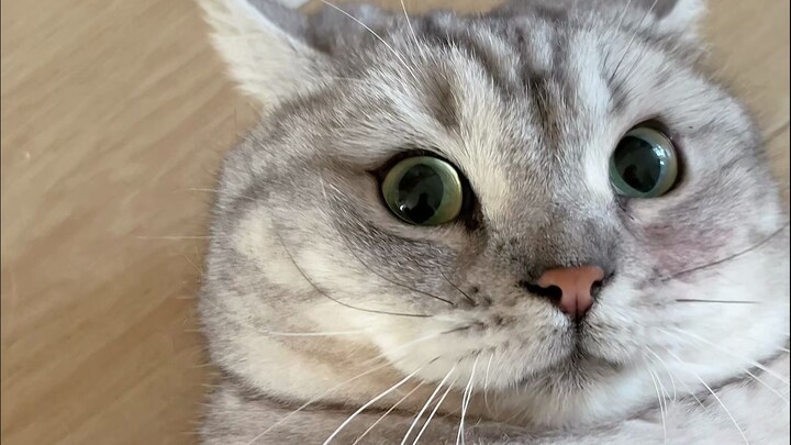 นี่คือลูกแมวที่ขี้ขโมยที่สุดเท่าที่ฉันเคยเลี้ยงมา ปล่อยไปไม่ได้จริงๆ