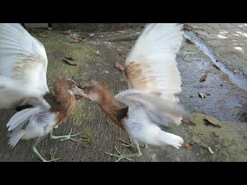 Pelihara Burung Belekok Sawah Jinak dan Sudah Mulai Bisa Terbang