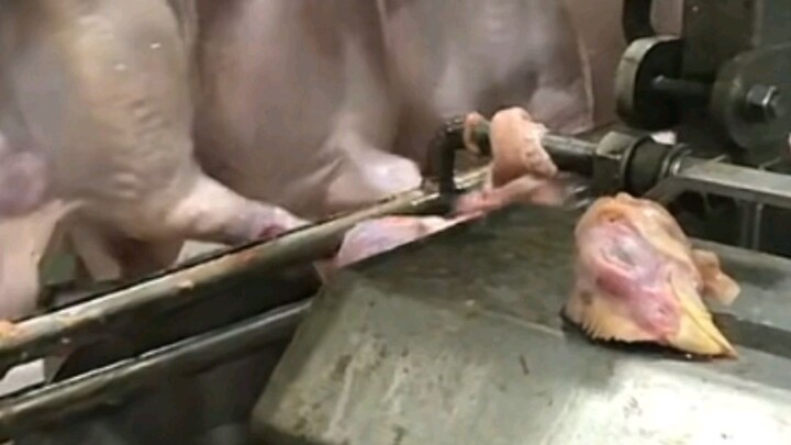 ถ้าคนที่ถูกชำแหละคือคุณล่ะ