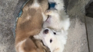 The little dog and puppy at my mother-in-law's house