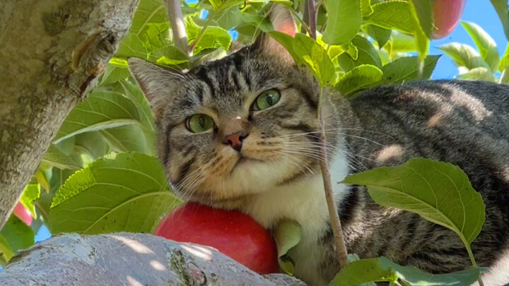 Ngakak! Kucing-kucing angkatan pertama yang kembali ke desa tidak mengerti apa-apa, tapi itu sama se