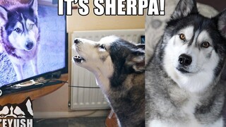 Husky ยอมรับเพื่อนรักในทีวี! คุยกับเขา!