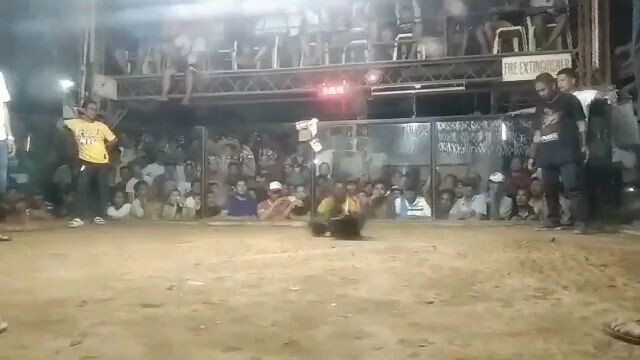 sarap pag ganito palage ang manok natin...