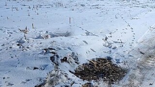 新年给大家炸个自己助助兴