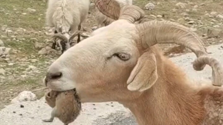 Rare: Sheep Eating a Mouse