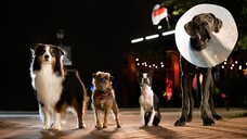 Strays _ Official Trailer 2
