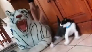 Scared the cat half to death.