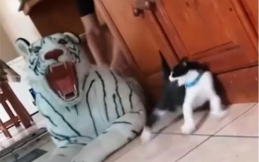 Scared the cat half to death.