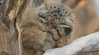 Rabbit: After warming my feet, my tail can also warm my fat face. I’m so smart.