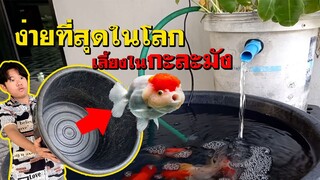 ง่ายที่สุดในโลก วิธีเลี้ยงปลาทองในกะละมัง งบร้อยนิดๆ l GOLD FISH Aquarium with Plastic Basin