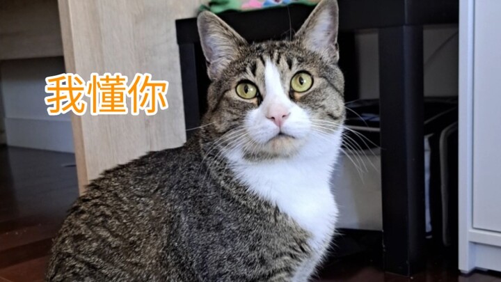 Chú cún khách đến rồi, bạn mới nhận ra giữa người và mèo hòa hợp đến nhường nào