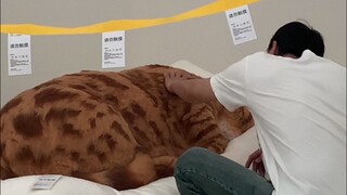 دليل معرض تخرج CAFA
