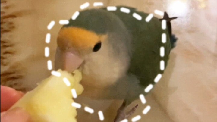 Little bird, every single move is beyond my expectations.