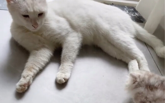 Bắt nhầm mèo rồi! Thôi kệ đi, đã bắt rồi thì nuôi luôn vậy…