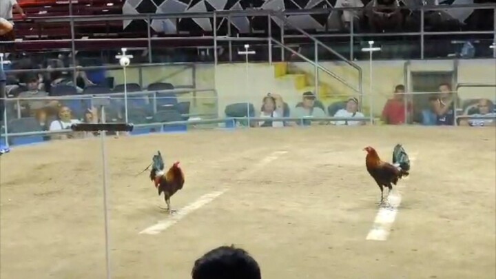 Limay cockpit arena Gilmore hatch 14 months win vs 3 years old cock