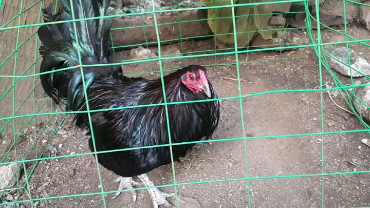 My Sid Taylor Broodcock