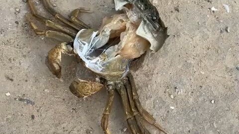 This is the first time I see it. Is this a crab shedding its shell?