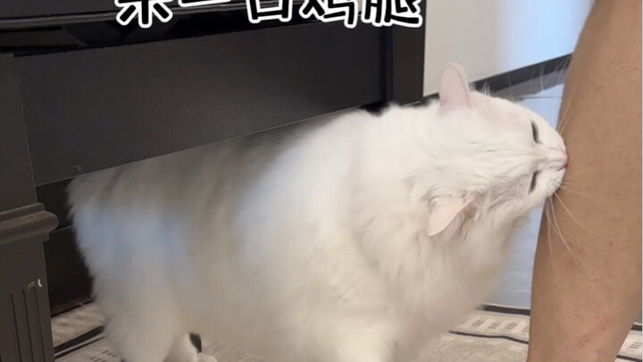 Mèo con trả thù, suốt ngày suốt đêm