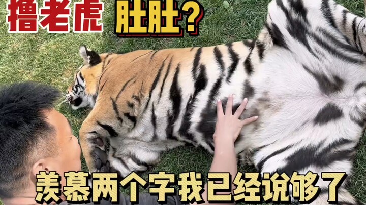 It’s so different from a tiger raised by humans—this big orange cat is just so satisfying to pet!