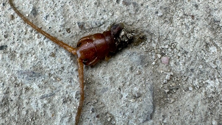 Mampus aku, sial! Meski kamu menakutkan, tapi aku lebih menakutkan daripada kamu.